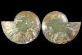 Agatized Ammonite Fossil - Madagascar #114855-1